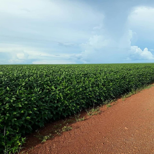Fazenda em Divinopolis. Lavoura.
