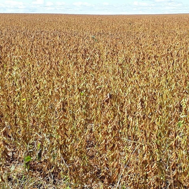 Fazenda em Divinopolis. Lavoura. - Foto 2