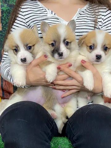 Corgi Wrlsh Corgi pembroke 736 - Foto 2
