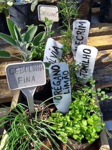 MUDAS DE TEMPEROS VARIADOS 