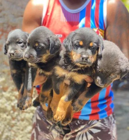 Vende-se filhotes de Rottweiler Puros 
