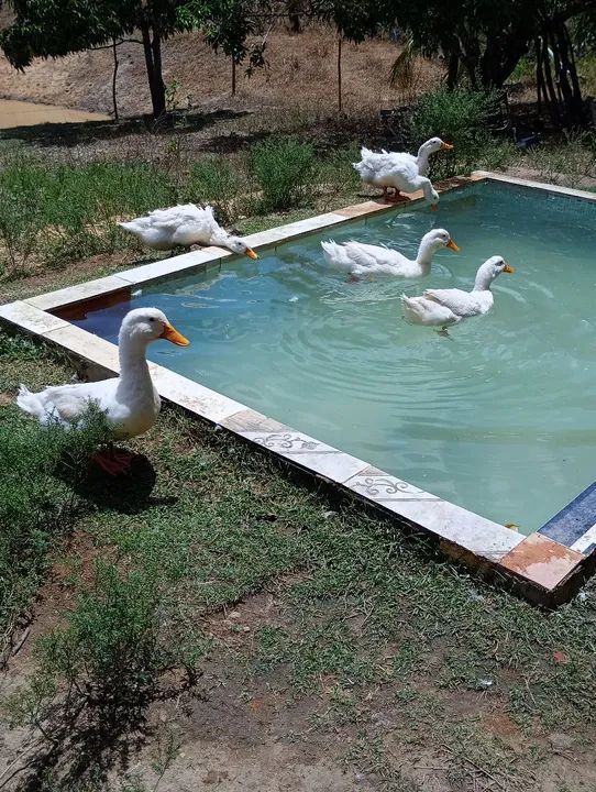 Casais de marrecos Pequim disponíveis a venda. - Foto 3