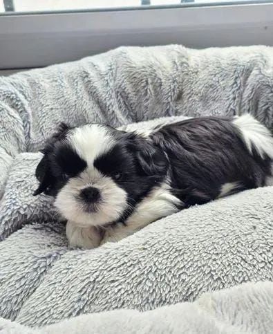 Shih Tzu lindos macho e fêmea disponíveis  - Foto 2