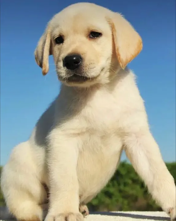 Labrador filhote - lindo e carinhoso e saudaveis
