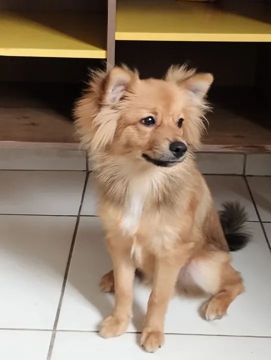 Linda Filhote de Spitz Alemão misturado 