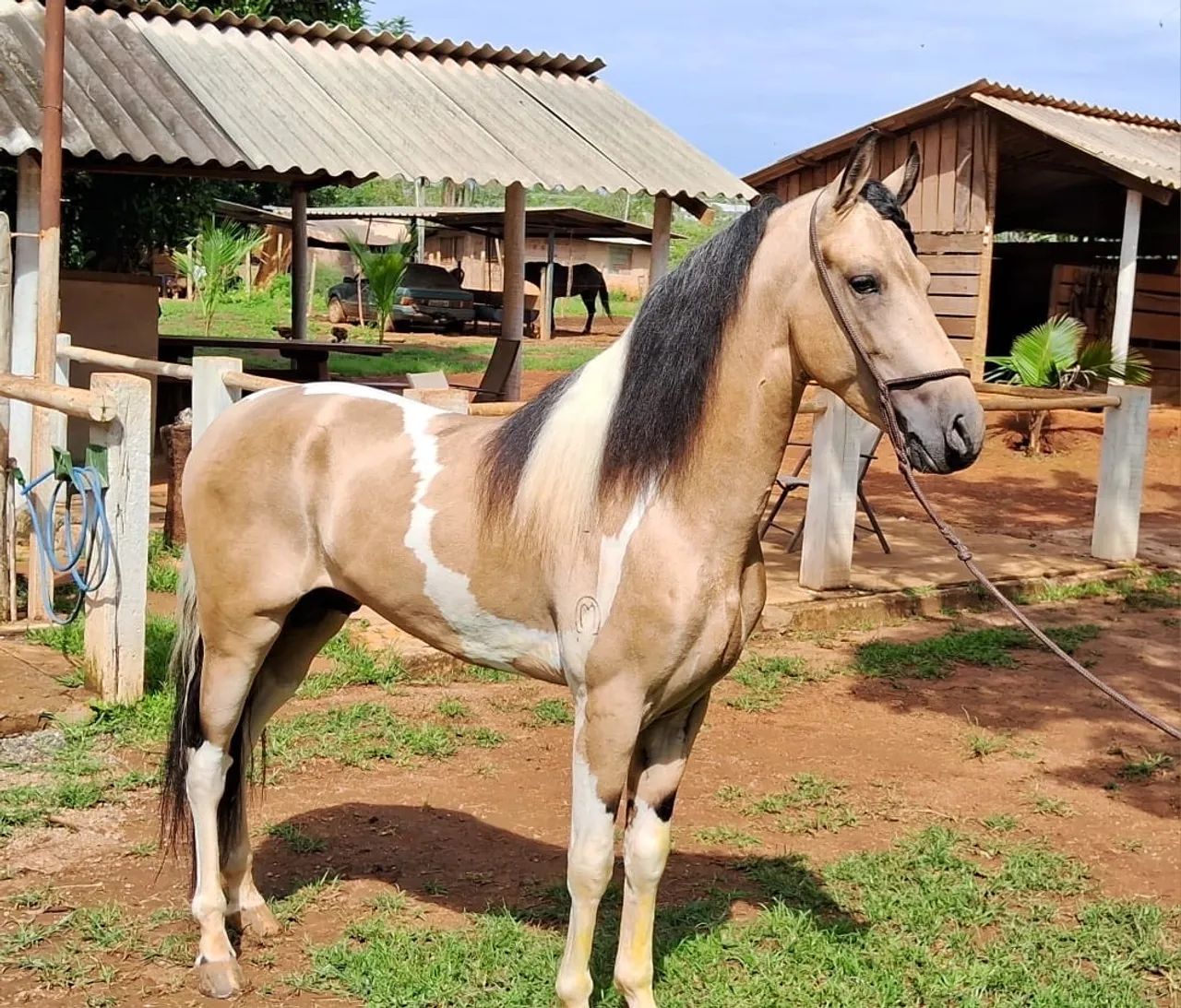 Mangalarga baia pampa marcha centro/picada - Foto 5