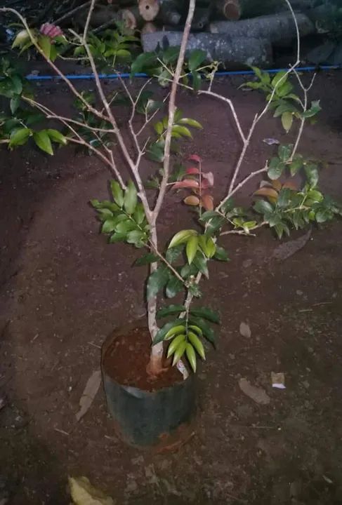 Plantas frutíferas  - Foto 3