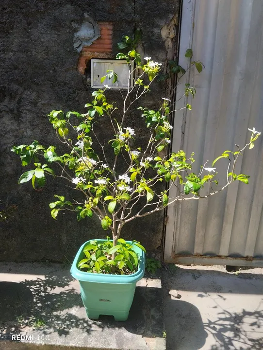PLANTA FLOR DE JASMIM