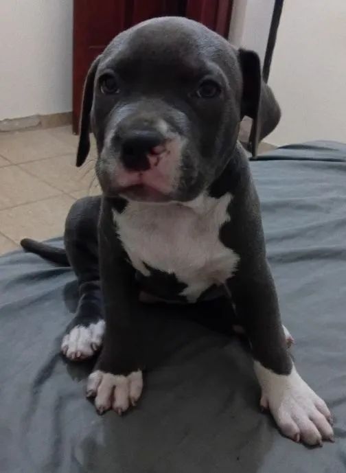 Filhote American Bully