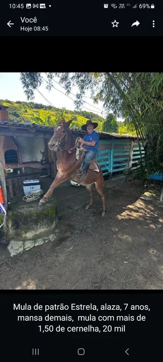 Animais pra cavalgada  - Foto 5