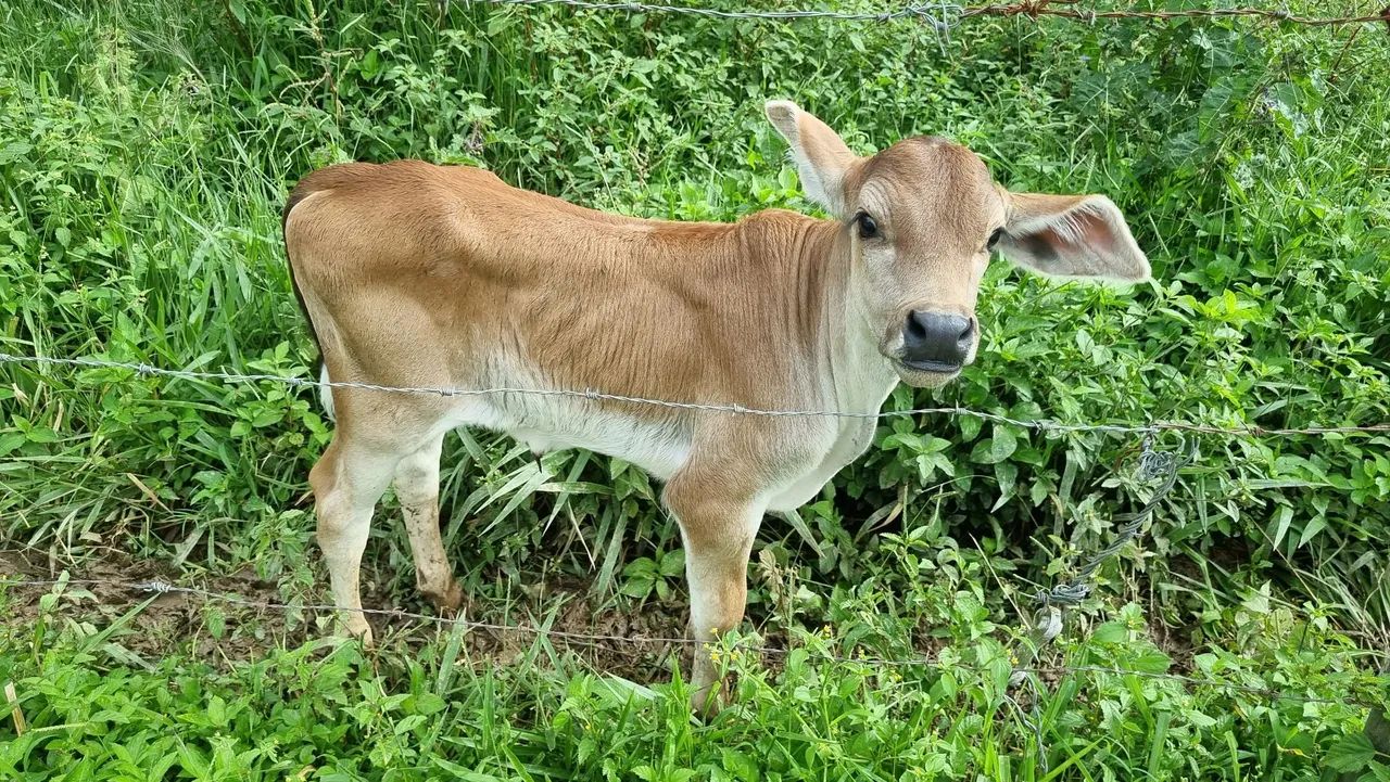 Vaca leiteira girolanda - Foto 5