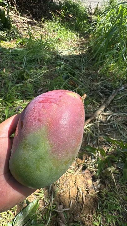 Manga fresca para venda manga pálmer 