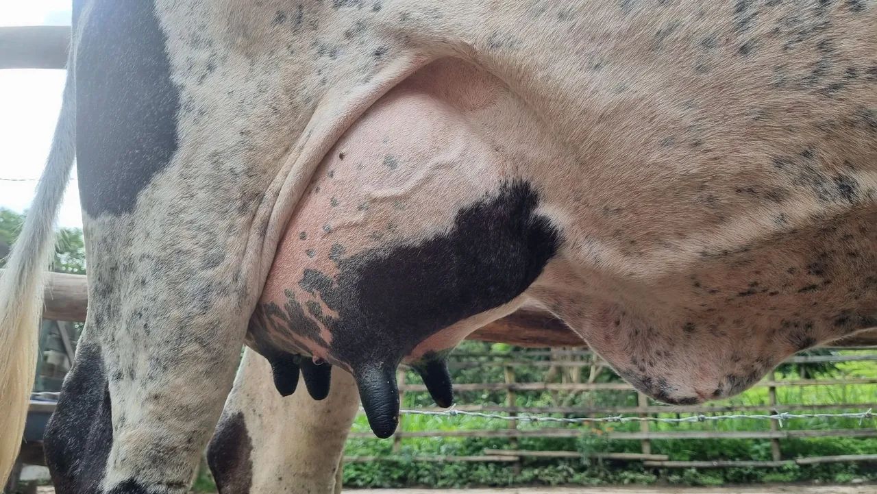 Vaca leiteira girolanda - Foto 4