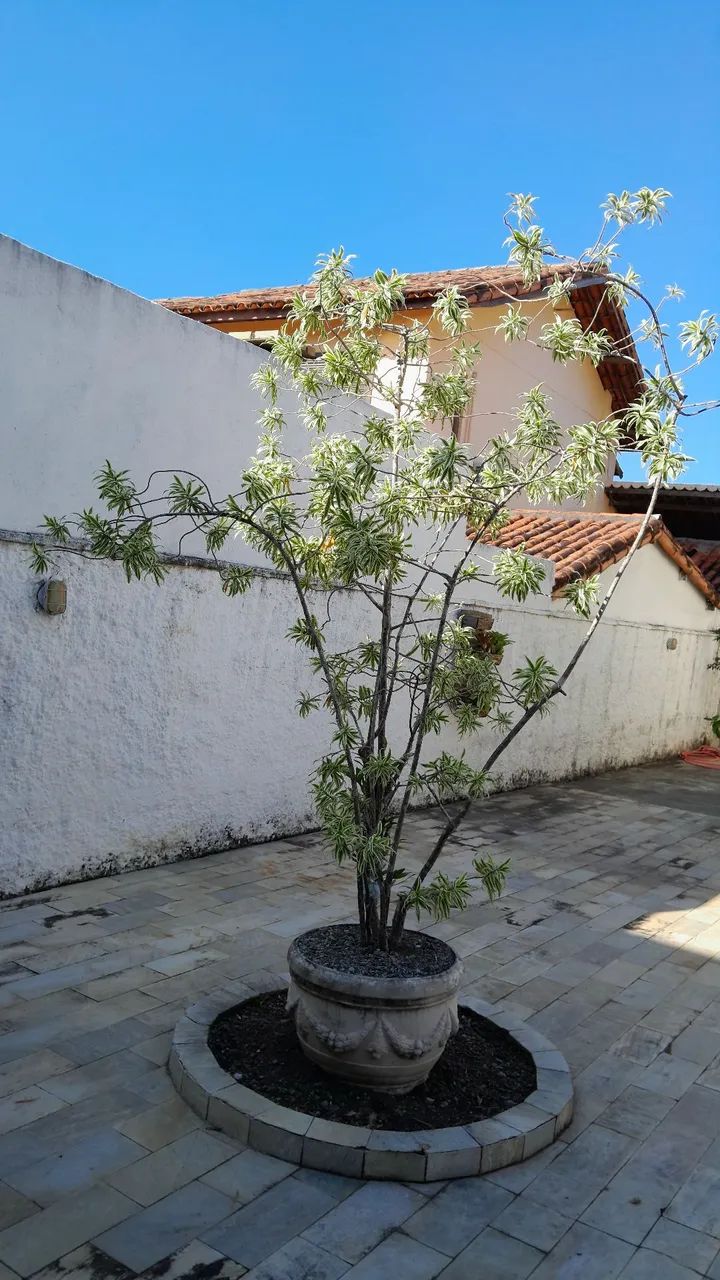 Vaso de planta grande com planta ornamental - Foto 2