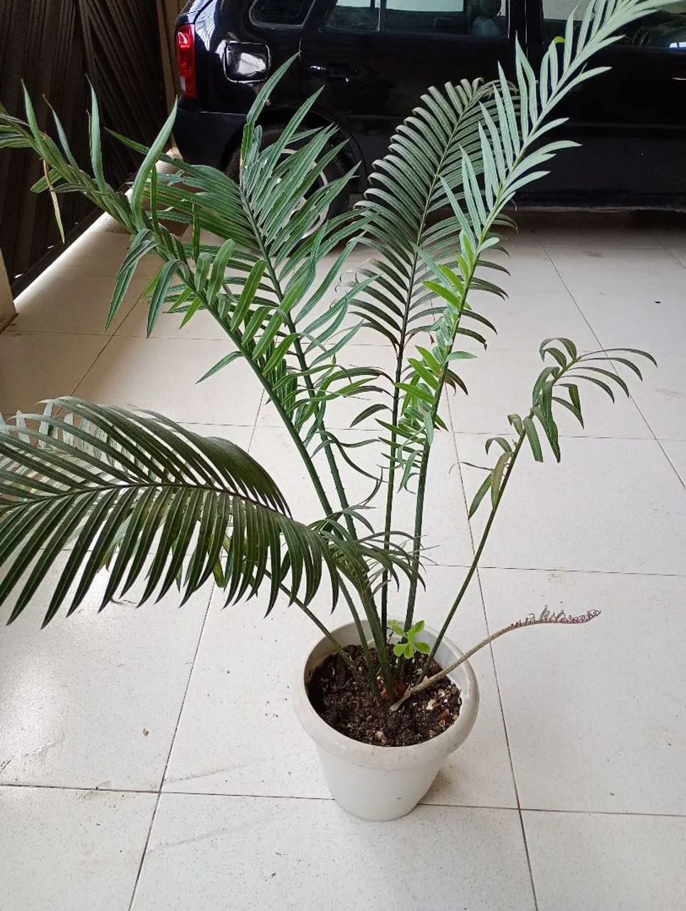 Palmeira Areca - Planta de Interior