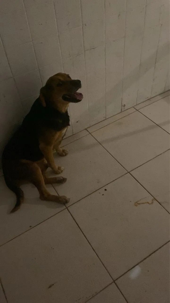 Cão mistura de raça srd com bigo  - Foto 2
