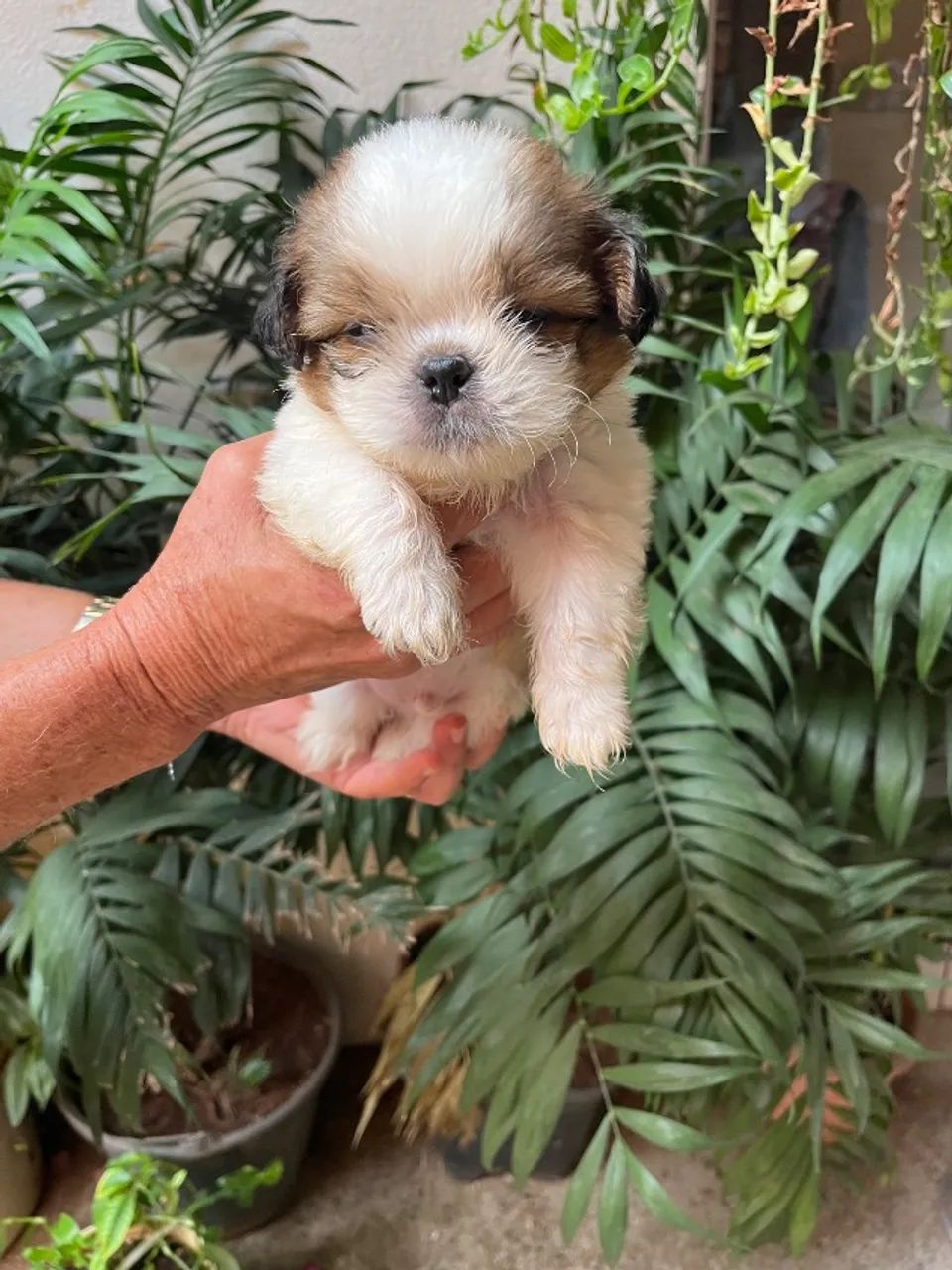 Mini Shitzu - Foto 2