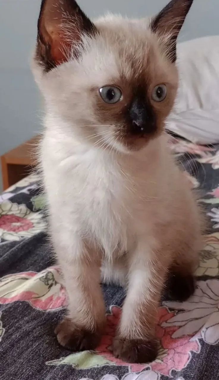 Doa-se lindo gatinho  - Foto 3