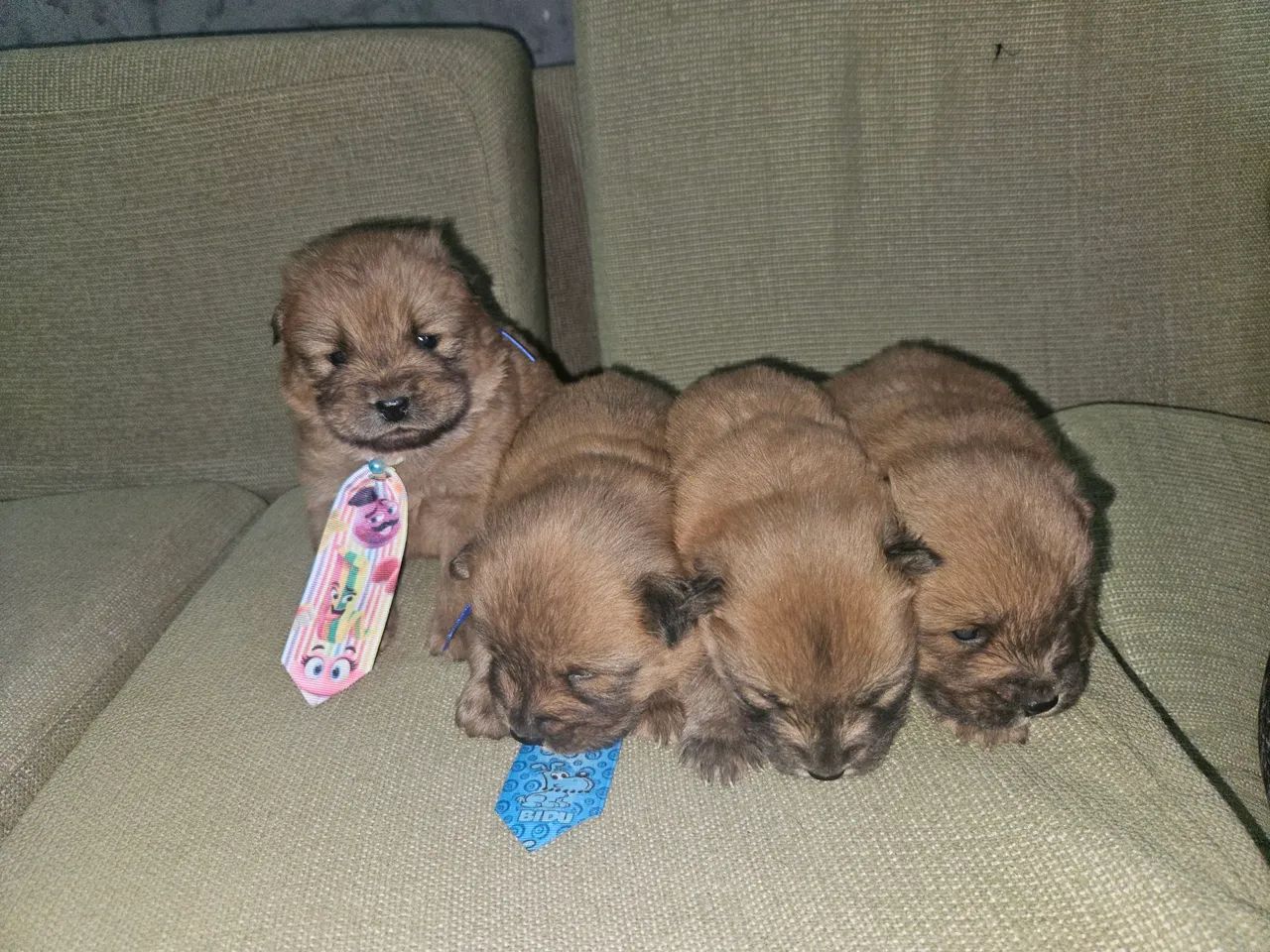 Filhotes Chow-Chow  PARA VENDA ENTREGAMOS NO LOCAL SE NECESSÁRIO  - Foto 3