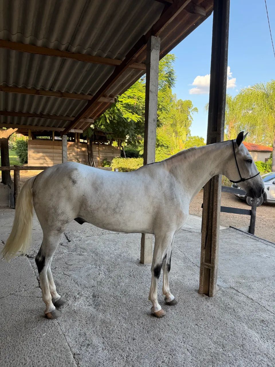 Cavalo mangalarga  - Foto 3