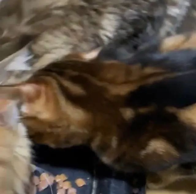 Gatinho Macho Bengal Marble (raríssimo) Pedigree Melhor Gatil do país  - Foto 5