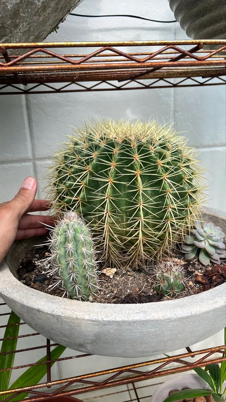 Cacto 