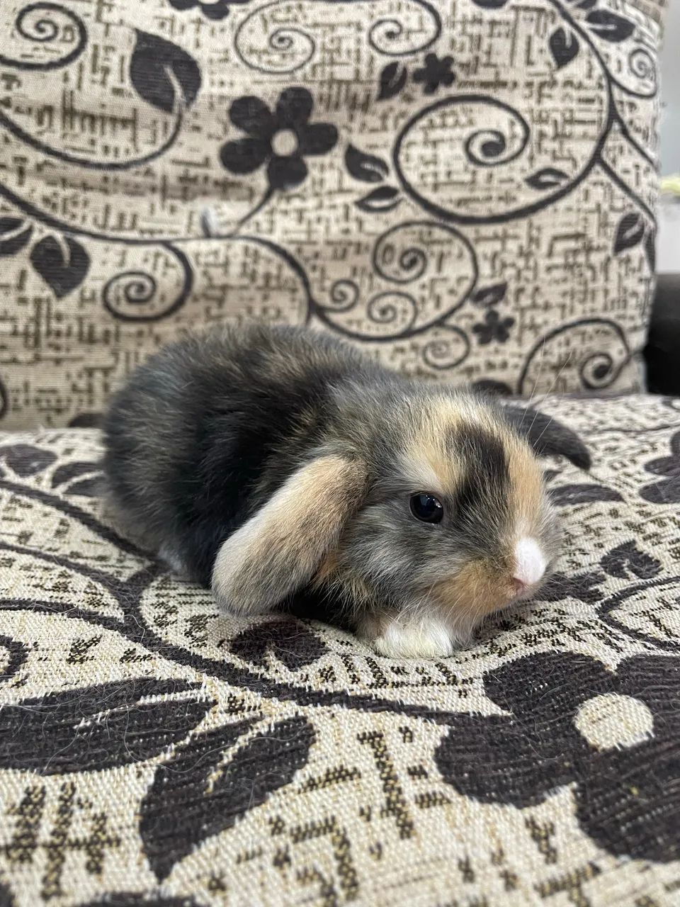 Mini lop filhotes - Foto 2