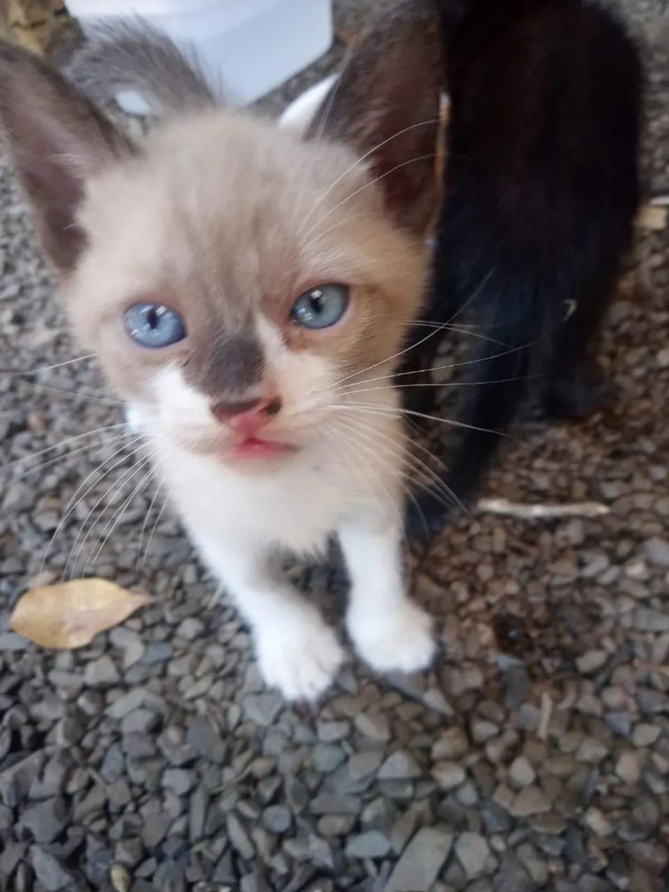 Doação  de gatinhos - Foto 3