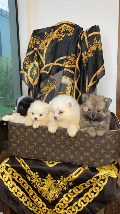 SPITZ ALEMÃO ANÃO FILHOTES LULU LINDOS - Foto 3