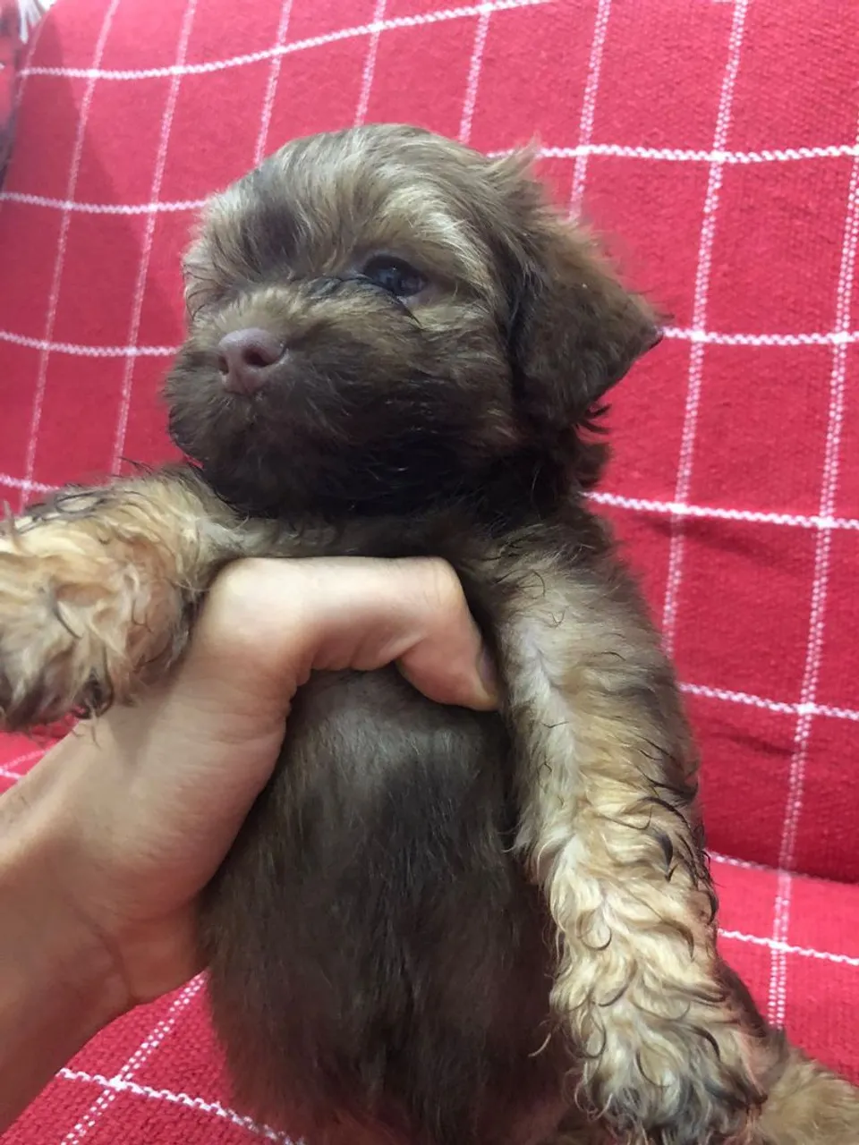 Filhote de Shih Tzu Macho