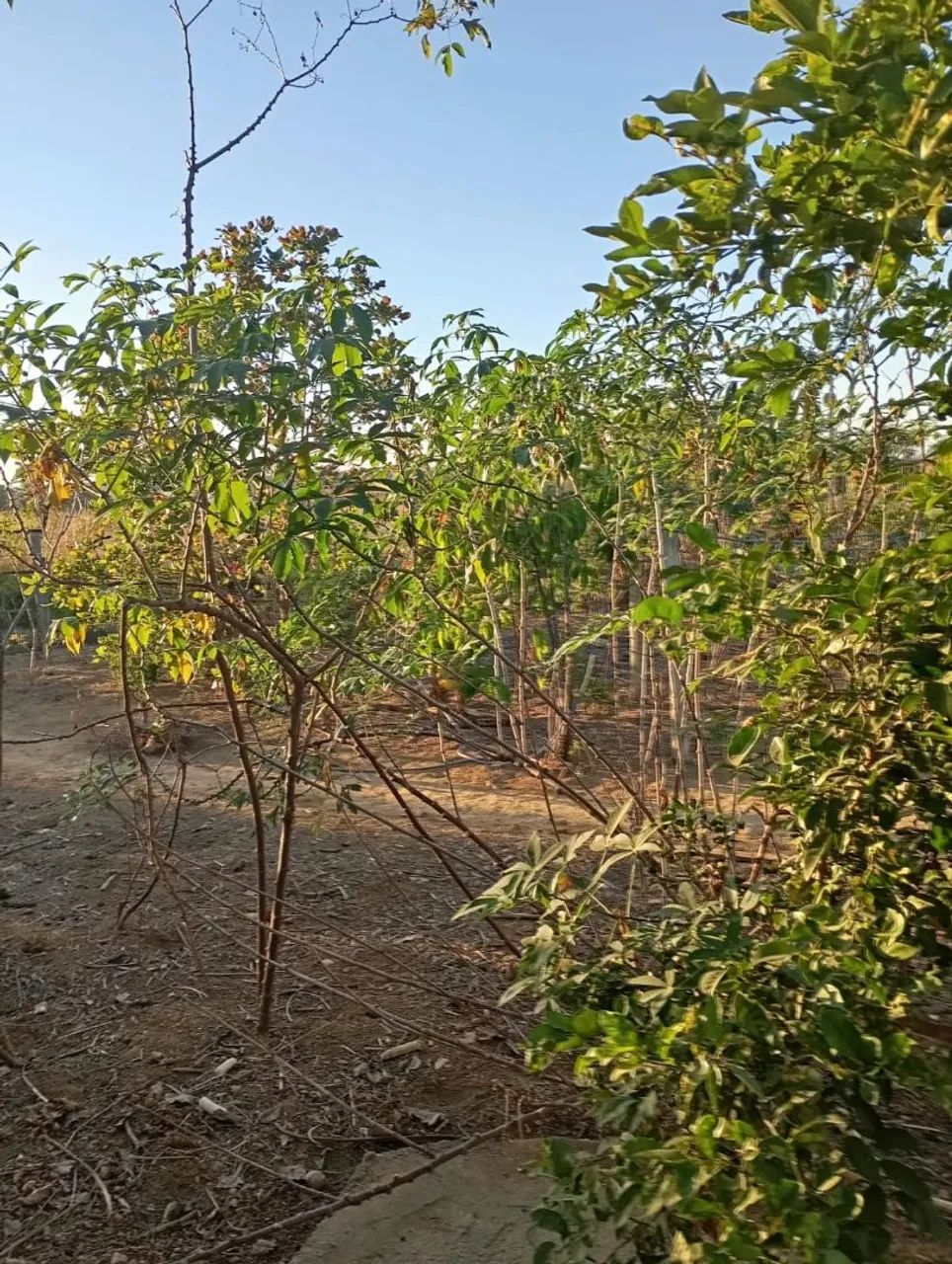 Chácara 2.000² entre Anápolis e Abadiânia.  - Foto 12