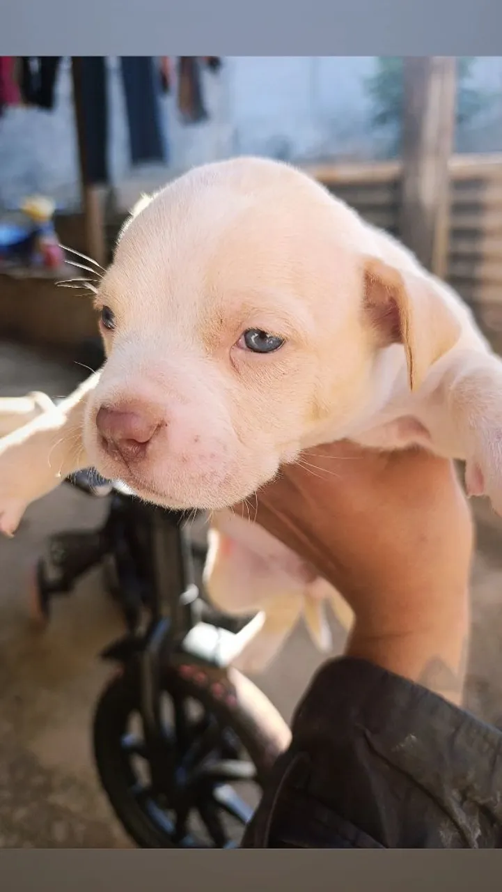 Filhote de Pitbull - Uma fofura!