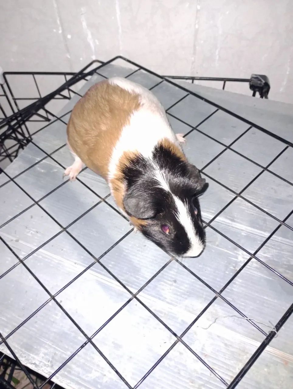 Porquinha grávida  . - Foto 2