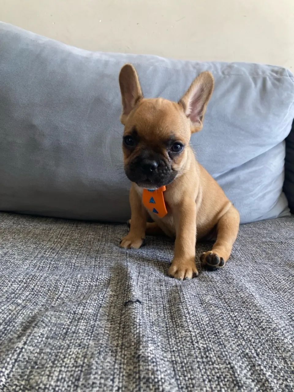 Filhotes de Buldogue Francês  - Foto 3