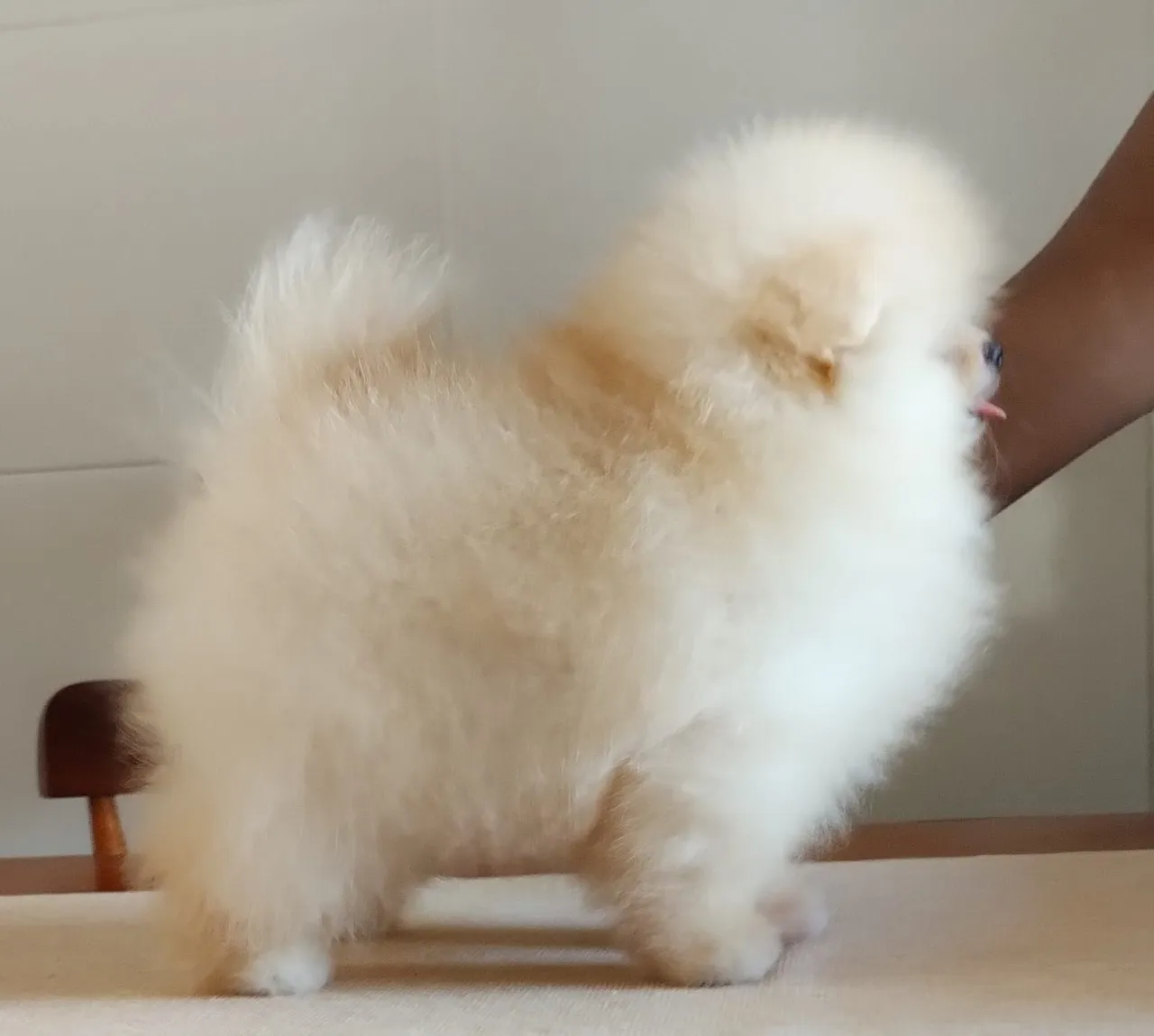 Filhotes de Spitz Alemão Anão