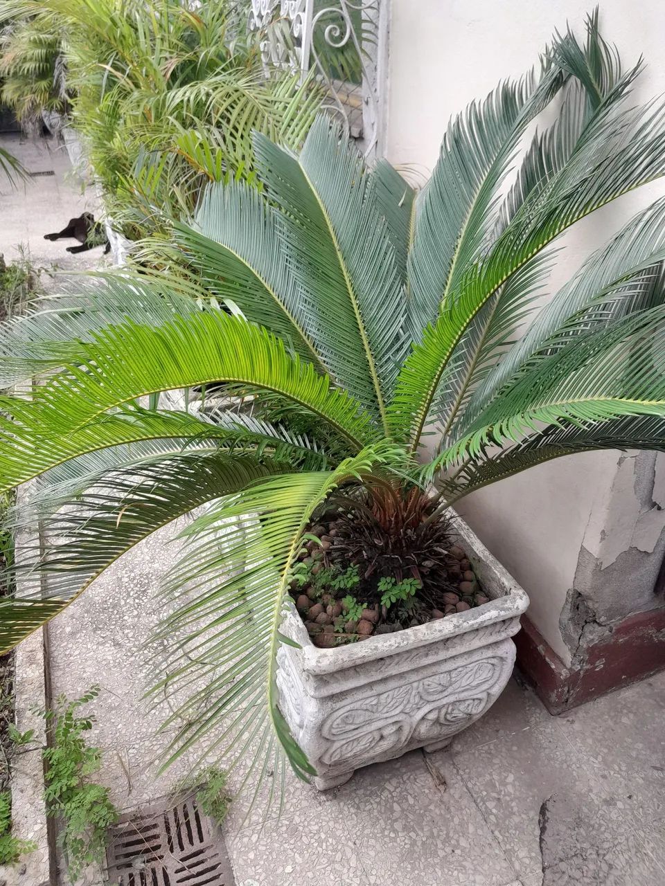 Vaso de planta com um Sagu grande - Foto 2