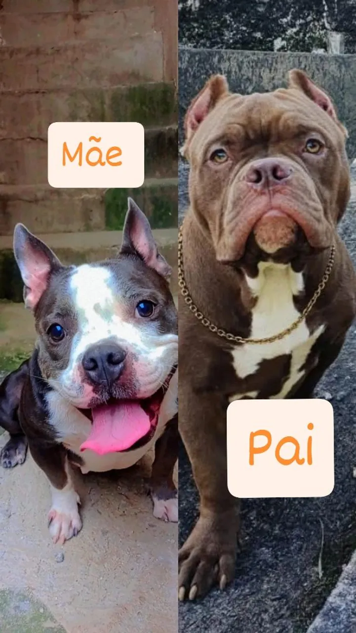 Filhotes de American Bully Puros