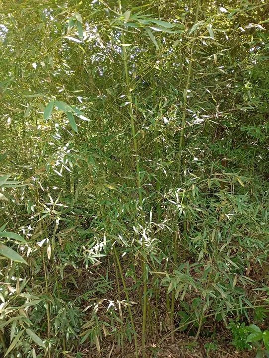 Bambu para venda