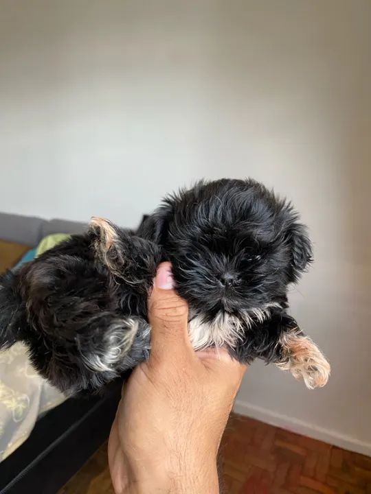 Filhote Shih Tzu - Fofo e Carinhoso