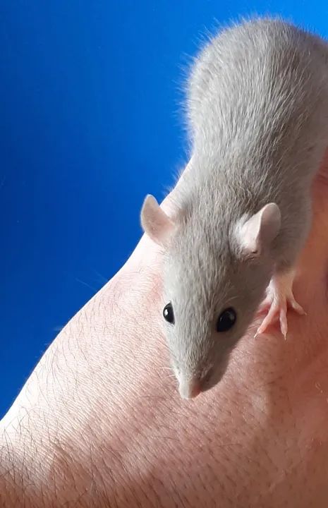 Twisters disponíveis 