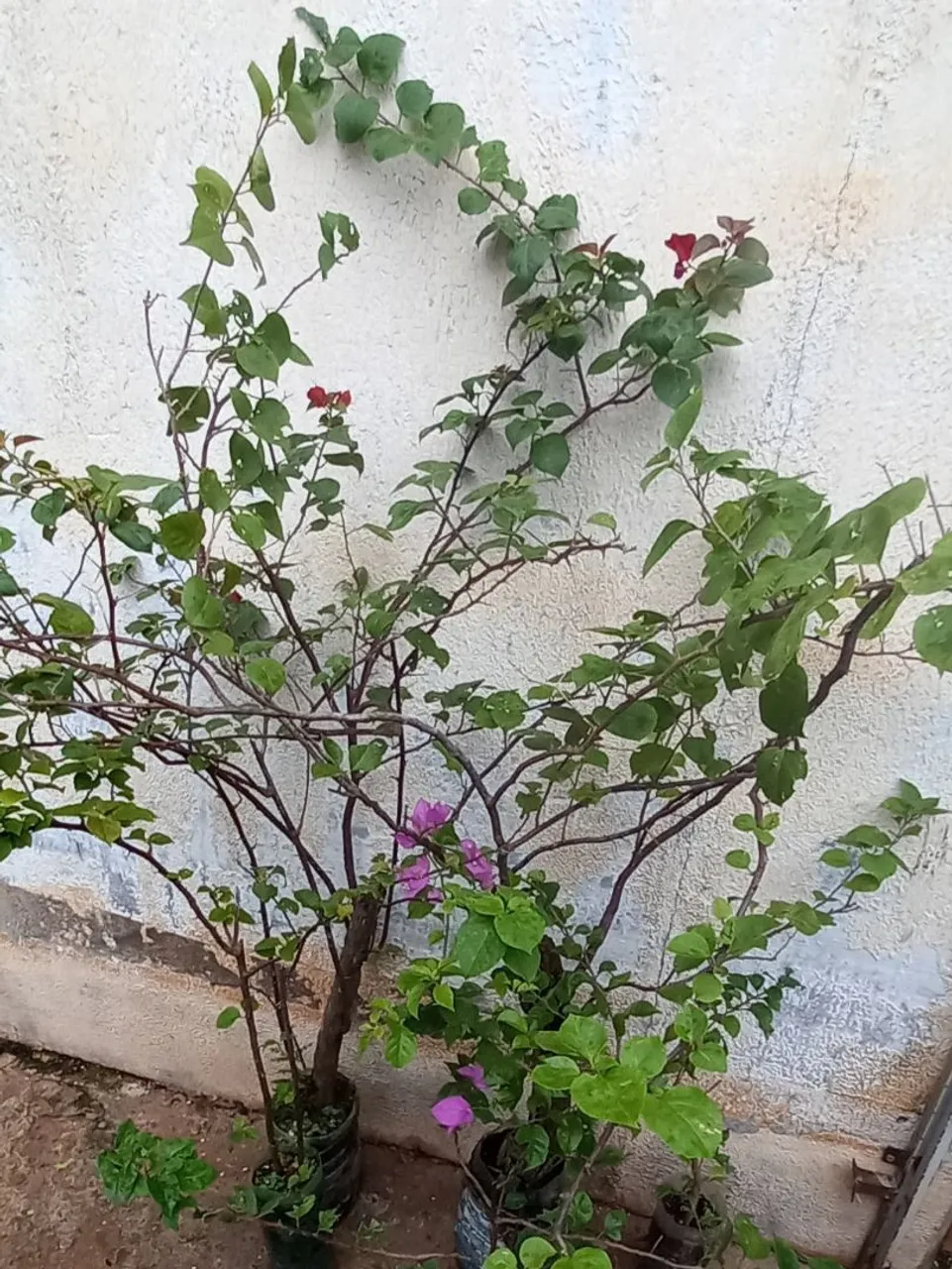 Primavera lilás e vermelha