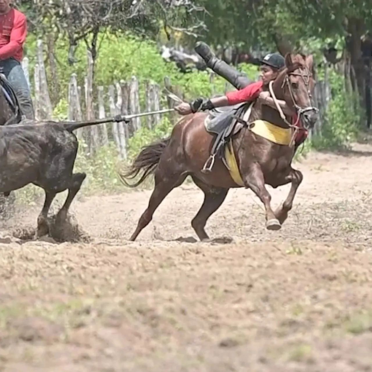 Cavalo de direita  - Foto 2