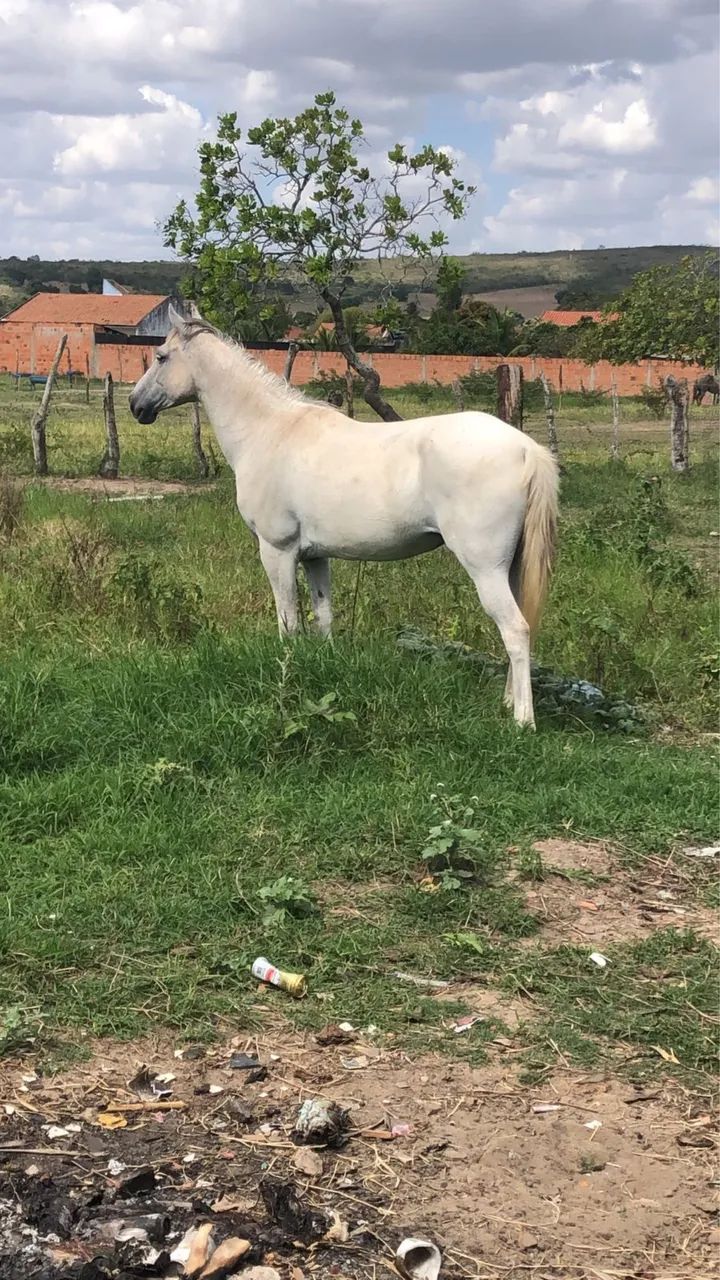 Egua mestiça de quarto de milha - Foto 4