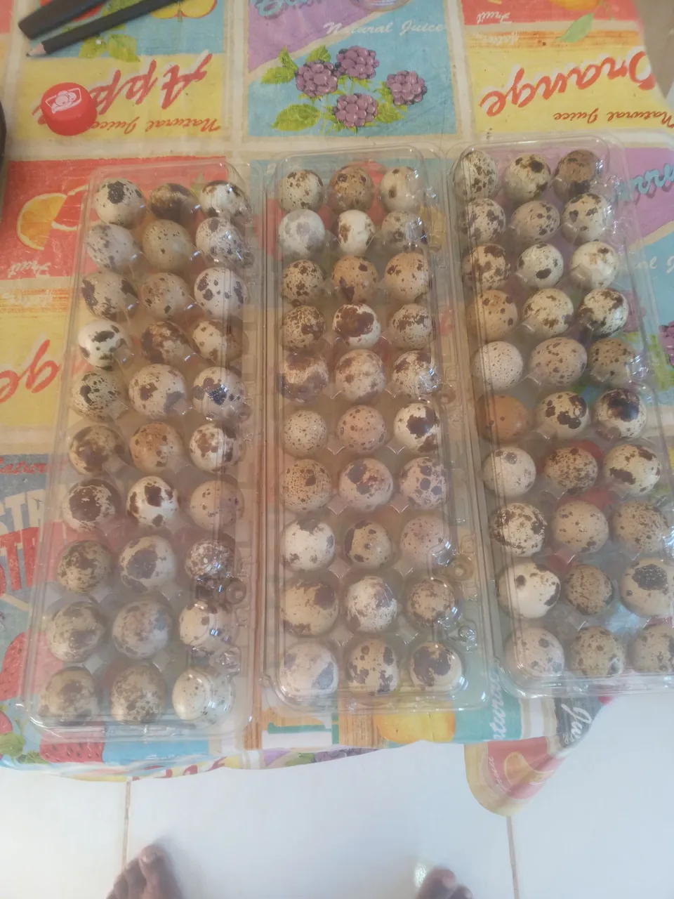 Ovos de codorna frescos e galados prontos para colocar na sua chocadeira