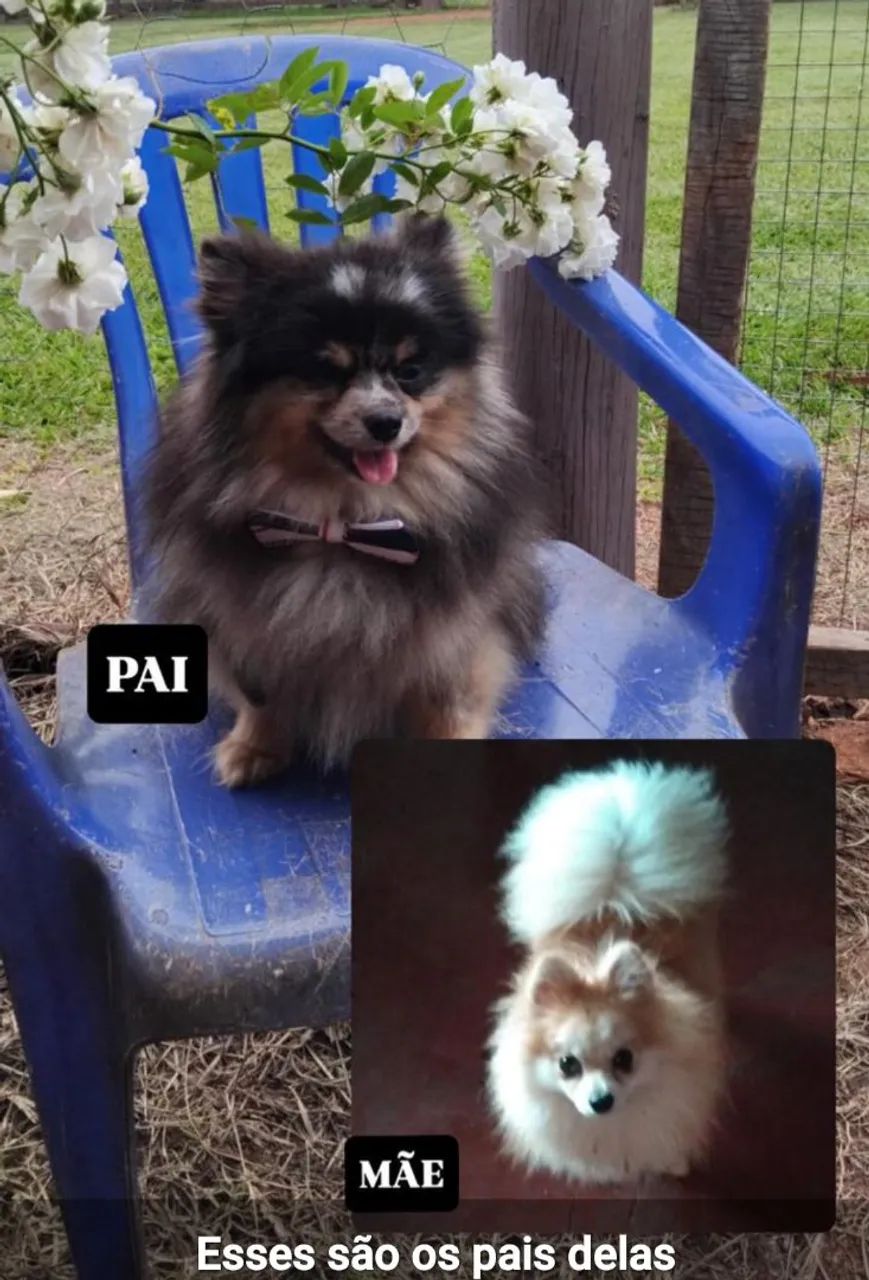 Cachorros  - Foto 5