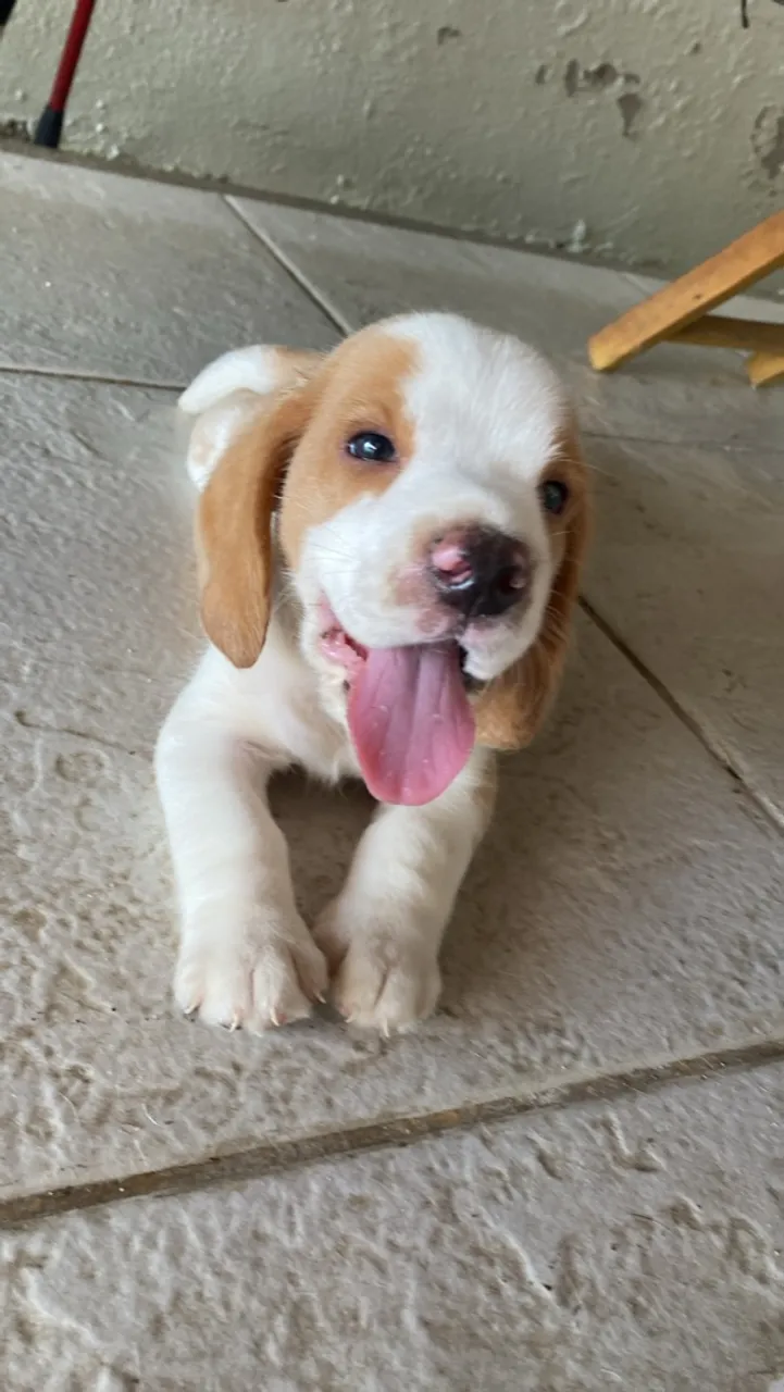 Filhotes de Beagle