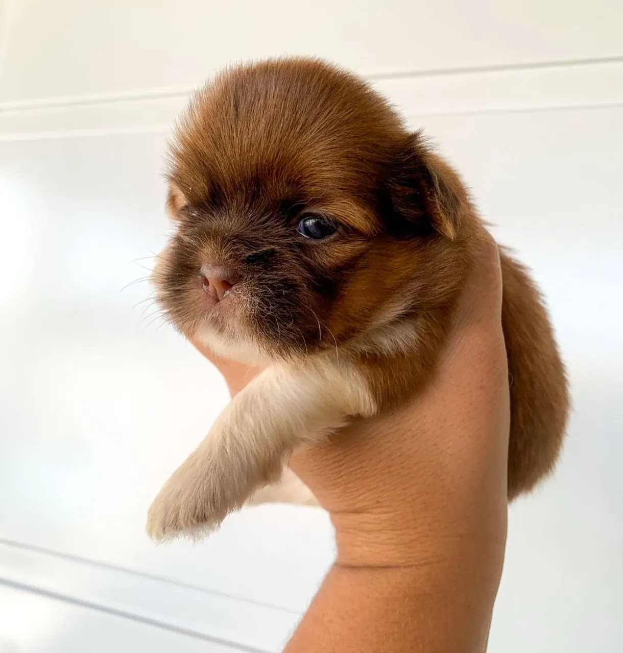  Shih Tzu mini 