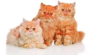 Três Gatinhos Persas Lindos bebês  , super bem cuidados 