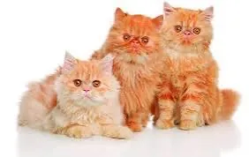 Três Gatinhos Persas Lindos bebês , super bem cuidados