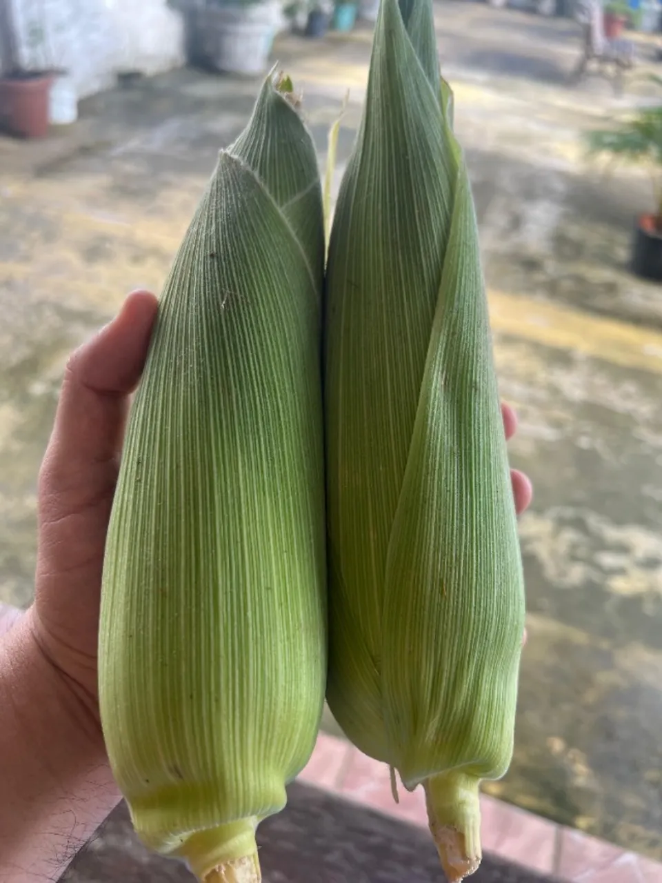 Espigas de milho verde